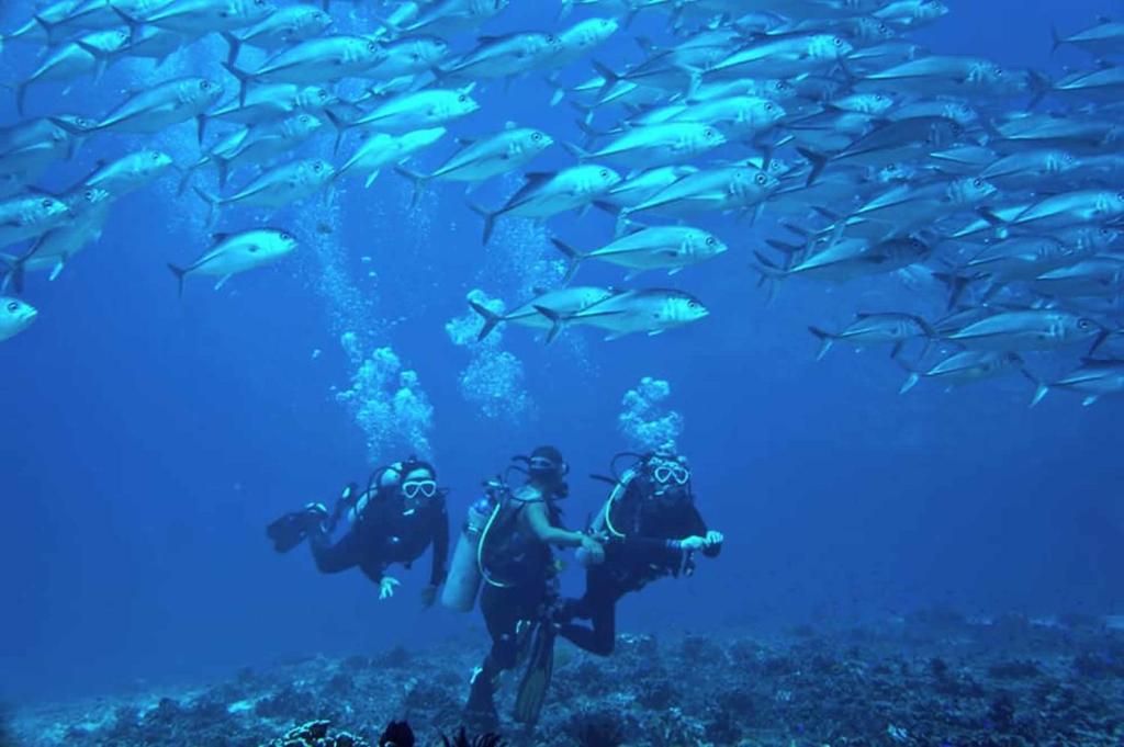 Divers exploring a reef surrounded by a school of fish near Oslob